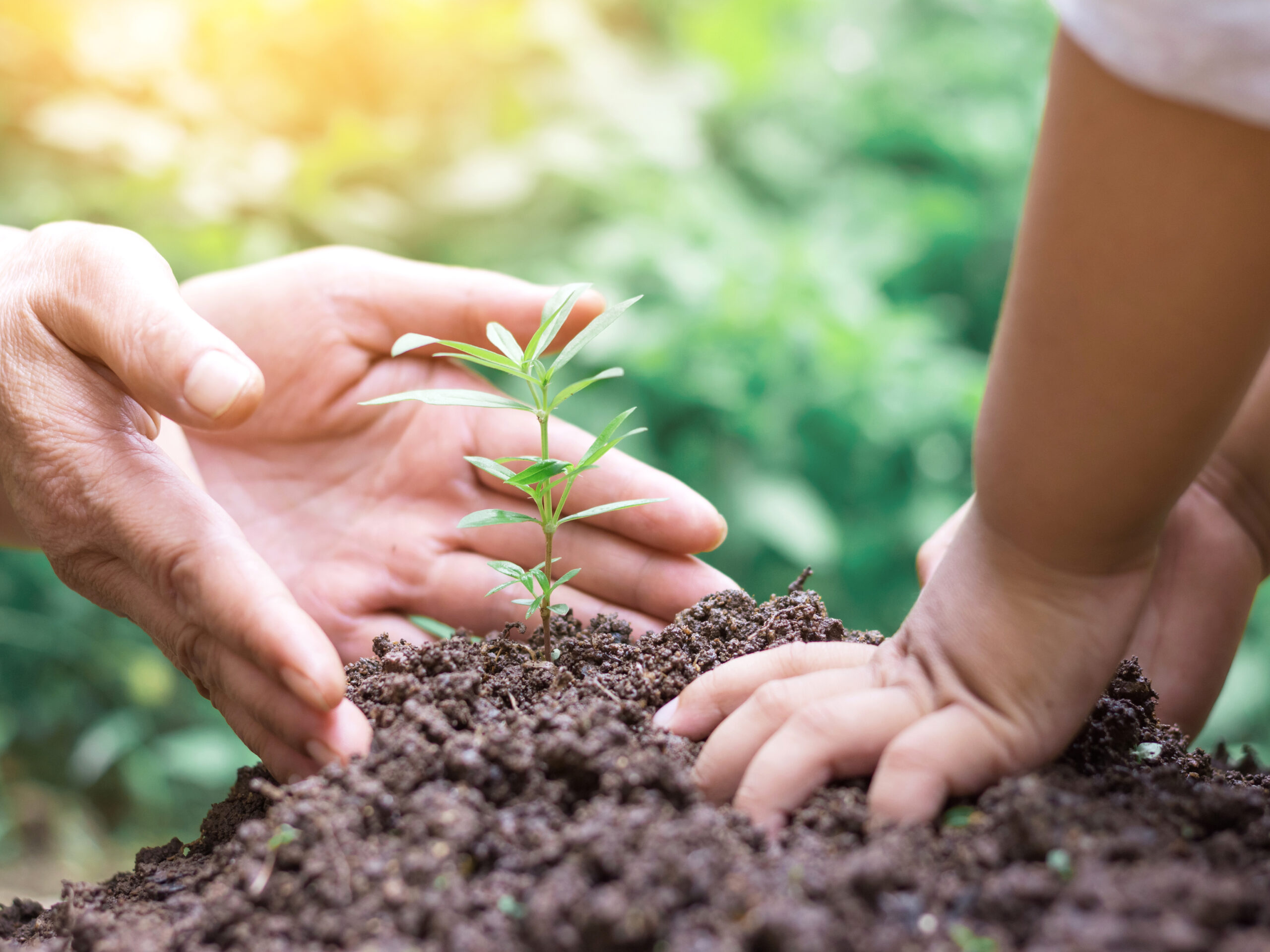 Close-up of adult and child hands planting a small green seedling in soil, surrounded by blurred greenery, symbolizing growth and nurturing—creating a lasting impact and answering the question: What does legacy mean?.