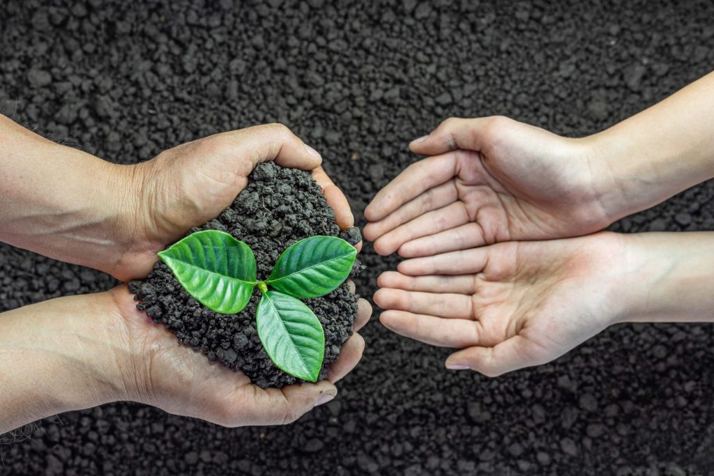 people planting seedling in dirt