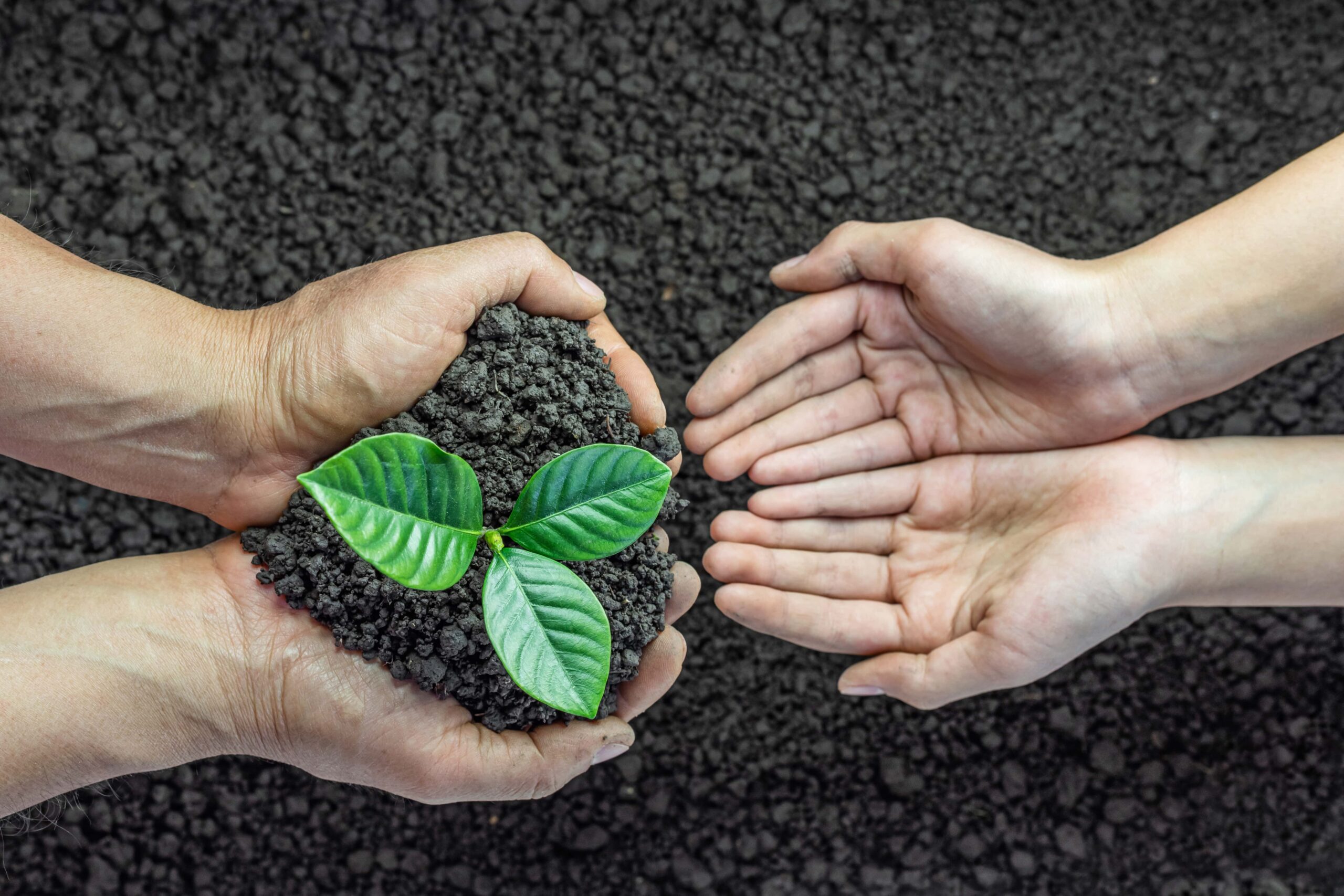 people planting seedling in dirt