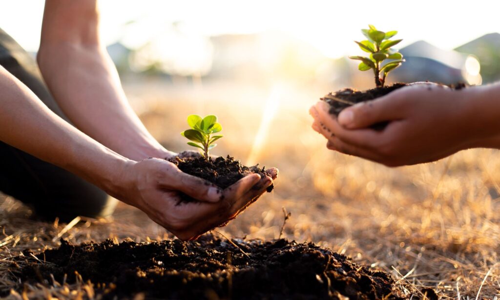 Hands holding small plants with soil in a sunlit garden